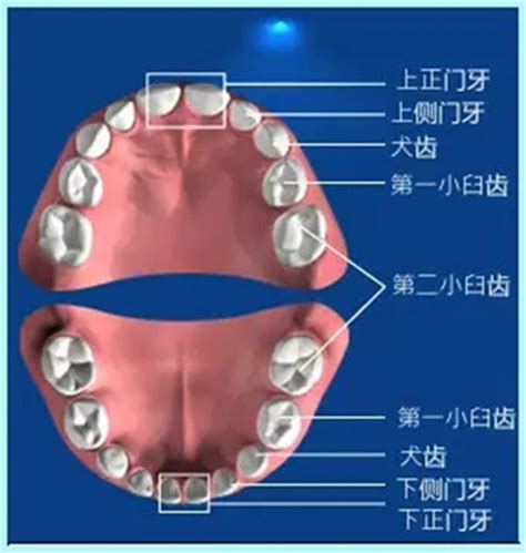 門牙下面的牙齒|您知道人類牙齒的所有名稱嗎？ 